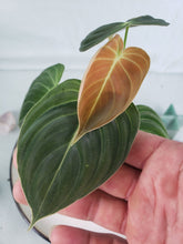 Load image into Gallery viewer, Melanochrysum, exact plant, Philodendron, ships nationwide