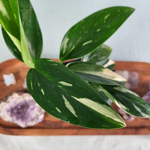 Load image into Gallery viewer, Monstera Standleyana Albo Variegated 4" pot, Fedex 2day*