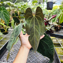 Load image into Gallery viewer, Anthurium Ace Of Spades X Papillilaminum, Exact Plant