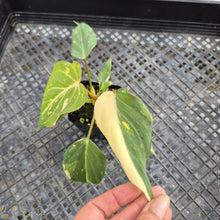 Load image into Gallery viewer, Philodendron Gloriosum Exact Plant Ships nationwide