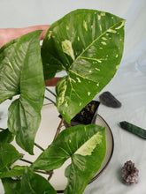 Load image into Gallery viewer, Panda, Exact Plant, variegated Syngonium
