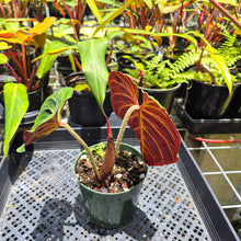 Load image into Gallery viewer, Philodendron Verrucosum Amazon Sunset, Exact Plant Ships Nationwide