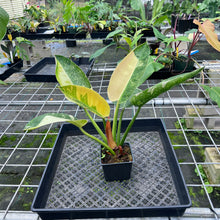 Load image into Gallery viewer, Philodendron Green Congo Nuclear Variegated 4" pot, Fedex 2day*