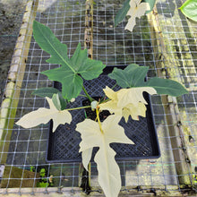 Load image into Gallery viewer, Philodendron Golden Dragon, Exact Plant Variegated