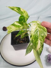 Load image into Gallery viewer, Yellow Flame, Exact Plant, variegated Epipremnum Pinatum