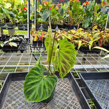Load image into Gallery viewer, Philodendron Verrucosum, Exact Plant Ships Nationwide