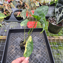 Load image into Gallery viewer, Alocasia Macrorrhiza Schock Treatment, Exact Plant Variegated Ships Nationwide