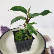 Load image into Gallery viewer, Philodendron White Knight Variegated 4" pot, Fedex 2 day*