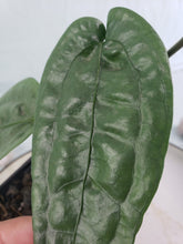 Load image into Gallery viewer, SP Limon, exact plant, Anthurium, ships nationwide