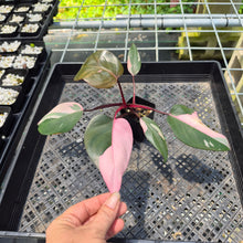 Load image into Gallery viewer, Philodendron Pink Princess Variegated exact plant, Fedex 2day*
