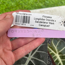 Load image into Gallery viewer, Alocasia Longiloba Grandis x Sanderiana 'Mark Campbell' exact plant, Fedex 2day*