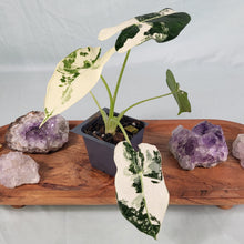 Load image into Gallery viewer, Alocasia Frydek, Exact Plant Variegated