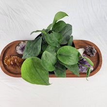 Load image into Gallery viewer, Scindapsus Silver Hero 6" pot, Fedex 2day