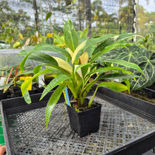 Load image into Gallery viewer, Philodendron Wend Imbe, Exact Plant Variegated Ships Nationwide