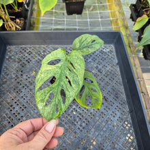 Load image into Gallery viewer, Monstera Adansonii European Mint, Exact Plant Variegated Ships Nationwide