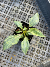Load image into Gallery viewer, Philodendron Gloriosum Snow Leopard variegated 2.5" pot, Fedex 2day*