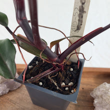 Load image into Gallery viewer, Philodendron Majesty 2.5" pot, Fedex 2day*