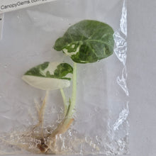 Load image into Gallery viewer, Alocasia Regal Shields Albo Variegated tissue culture Fedex 2day