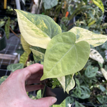 Load image into Gallery viewer, Anthurium Clarinervium Variegated exact plant, Fedex 2day*