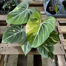 Load image into Gallery viewer, Philodendron Gloriosum variegated type 2, exact plant, Fedex 2day*
