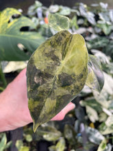 Load image into Gallery viewer, Alocasia Sedenii Aurea Variegated 2.5" pot, Fedex 2day*
