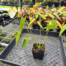 Load image into Gallery viewer, Anthurium White Obake 'Tropic Ice', 4" pot, Fedex 2day*