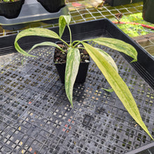 Load image into Gallery viewer, Anthurium Vittarifolium , Exact Plant Variegated Ships Nationwide