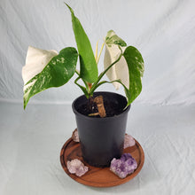 Load image into Gallery viewer, Monstera Borsigiana Albo Deliciosa, Exact Plant Variegated