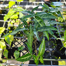 Load image into Gallery viewer, Syngonium Angustatum Little Star, Exact Plant