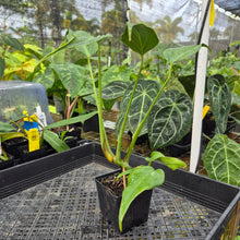 Load image into Gallery viewer, Monstera Burle Marx Flame, Exact Plant Ships Nationwide