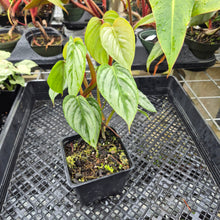 Load image into Gallery viewer, Philodendron Sodiroi True Form, Exact Plant Ships Nationwide