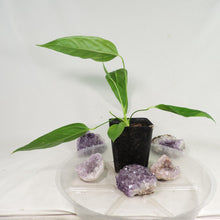 Load image into Gallery viewer, Anthurium Spectabile, small, ships nationwide
