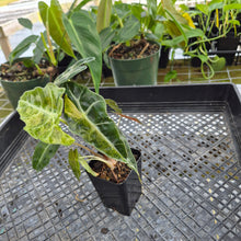 Load image into Gallery viewer, Alocasia polly aurea variegated, Exact Plant Ships Nationwide.