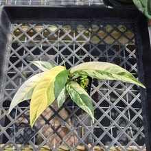 Load image into Gallery viewer, Rhaphidophora Lobbii, Exact Plant Variegated Ships Nationwide