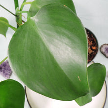 Load image into Gallery viewer, Philodendron Microstictum. Shipped Nationwide