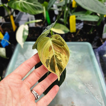 Load image into Gallery viewer, Philodendron Melanochrysum, Exact Plant Variegated Ships Nationwide