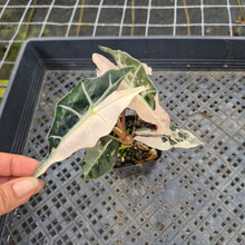 Load image into Gallery viewer, Alocasia Polly Snowflake Pink variegated exact plant, Fedex 2day*