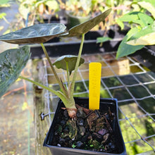 Load image into Gallery viewer, Alocasia Wentii Pink Splash Variegated 4" pot, Fedex 2day*