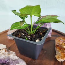 Load image into Gallery viewer, Syngonium Strawberry Milk Variegated 2.5" Pot, Fedex 2 day*