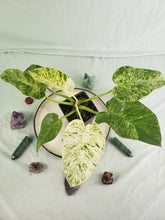 Load image into Gallery viewer, Giganteum 'Blizzard', exact plant, variegated Philodendron, ships nationwide