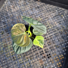 Load image into Gallery viewer, Philodendron Melanochrysum, Exact Plant Variegated Ships Nationwide