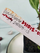Load image into Gallery viewer, Angamarcanum, Exact Plant, Anthurium