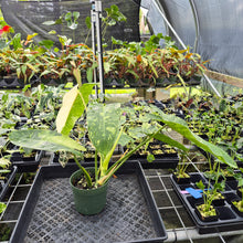 Load image into Gallery viewer, Philodendron Jose Buono Variegated exact plant, Fedex 2day*