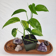 Load image into Gallery viewer, Epipremnum Pinnatum Tricolor Mint Variegated 4" pot, ships nationwide