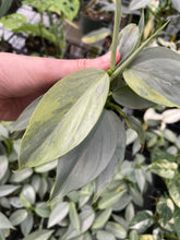 Load image into Gallery viewer, Philodendron Hastatum Silver Sword Variegated 2.5" pot, Fedex 2day*