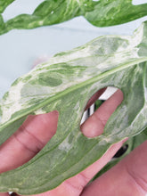 Load image into Gallery viewer, Mint Indonesia, exact plant, variegated Monstera Adansonii, ships nationwide