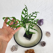 Load image into Gallery viewer, Monstera Obliqua Peru, Exact Plant Ships Nationwide