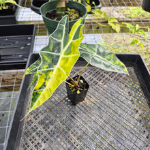 Load image into Gallery viewer, Alocasia Sanderiana Bull Aurea, Exact Plant Variegated