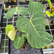 Load image into Gallery viewer, Philodendron Gloriosum, Pink Veined Back exact plant, Fedex 2day