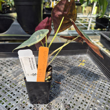 Load image into Gallery viewer, Alocasia Sedenii Aurea Variegated exact plant, Fedex 2day*